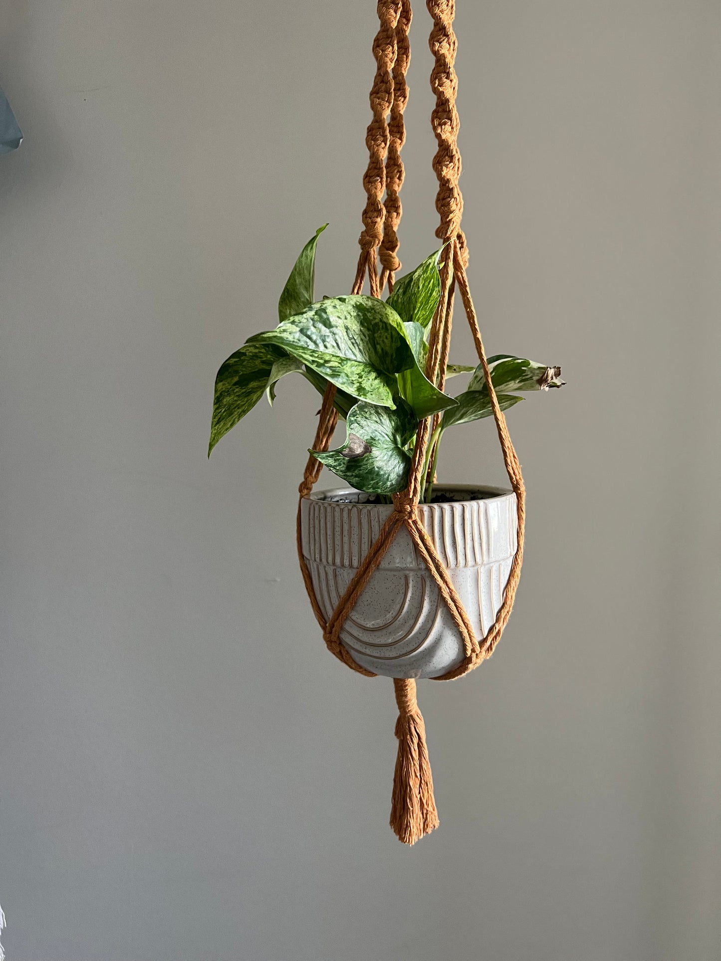 Mustard Plant hanger